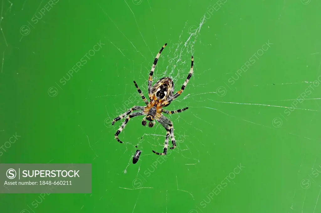 European garden spider (Araneus diadematus) in the web, North Rhine-Westphalia, Germany, Europe