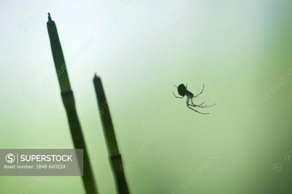 Sheat weaver or Money spider (Linyphiidae sp.) and Water Horsetail (Equisetum fluviatile), Biener Busch, Emsland region, Lower Saxony, Germany, Europe