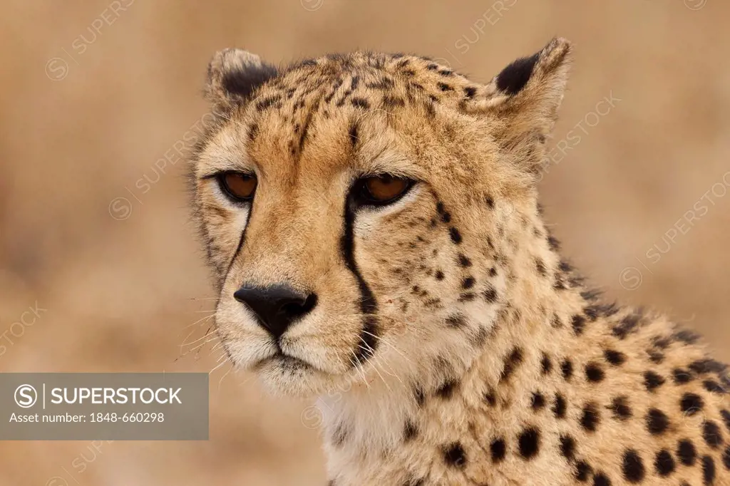 Cheetah (Acinonyx jubatus), female, Tshukudu Game Lodge, Hoedspruit, Greater Kruger National Park, Limpopo Province, South Africa, Africa