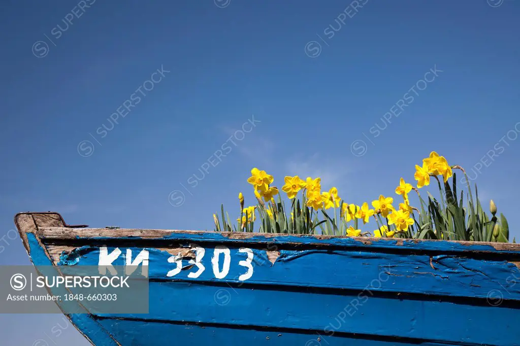 Spring plants growing in a boat, on Reichenau island, Lake Constance, Baden-Wuerttemberg, Germany, Europe