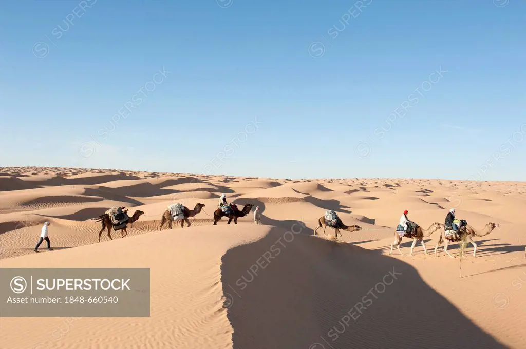 Sustainable tourism, camel trekking, camels, dromedaries (Camelus dromedarius), sand dunes, Sahara desert between Douz and Ksar Ghilane, Southern Tuni...