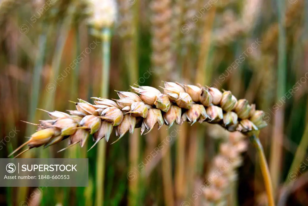 Ear of wheat in a wheat field, Borken, Muensterland, North Rhine-Westphalia, Germany, Europe