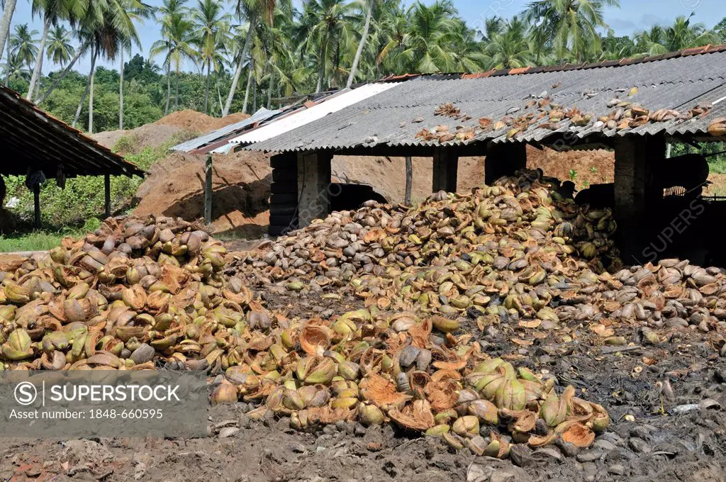 Production of coir or coconut fibres, factory in Sri Lanka, Ceylon, South Asia, Asia