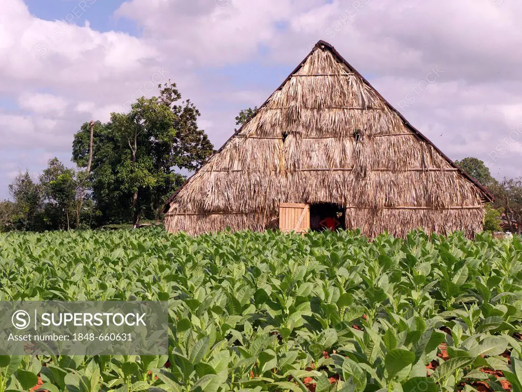 Tobacco plants in tobacco growing region with a drying house in the world-famous tobacco province of Pinar Del Rio, Cuba, Latin America