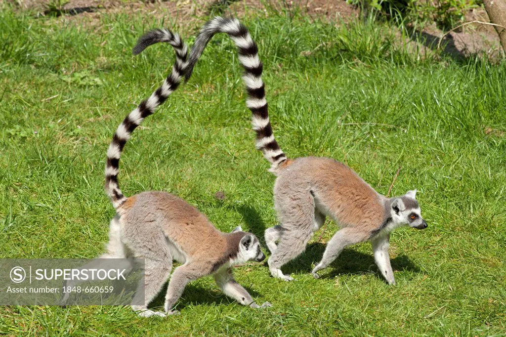 Ring-tailed lemurs (Lemur catta), Serengeti Park zoo and leisure park, Hodenhagen, Lower Saxony, Germany, Europe