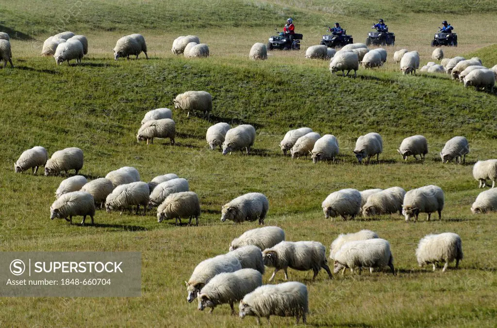 Flock of sheep and quads on a green meadow or pasture, bringing down sheep in Kirkjubæjarklaustur, South Iceland, Iceland, Europe