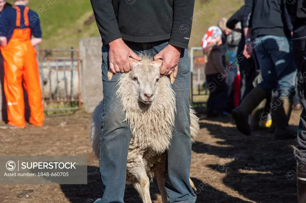 Farmer leading a sheep, sorting of sheep, bringing down sheep in Kirkjubæjarklaustur, South Iceland, Iceland, Europe