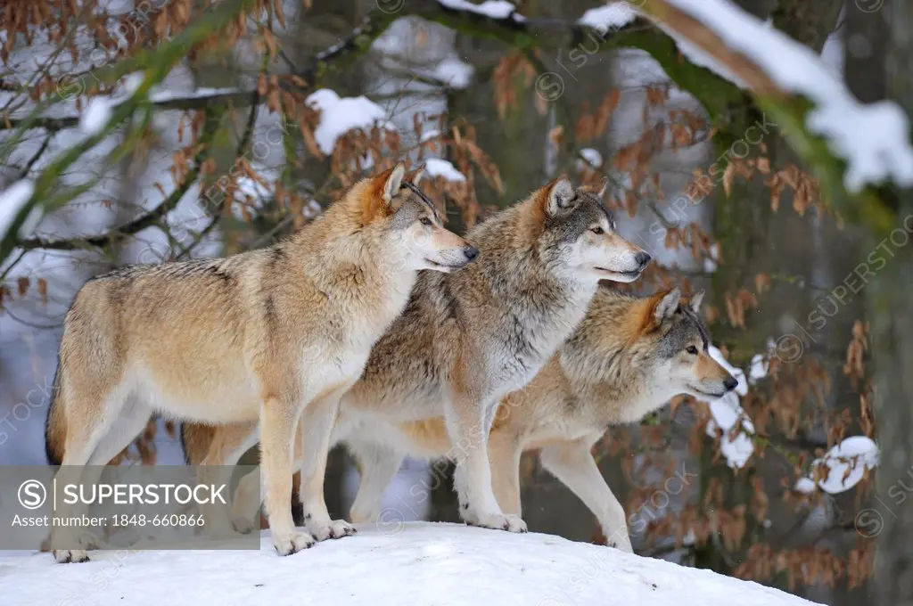 Mackenzie Wolves, Eastern wolf, Canadian wolf (Canis lupus occidentalis) in snow, on guard