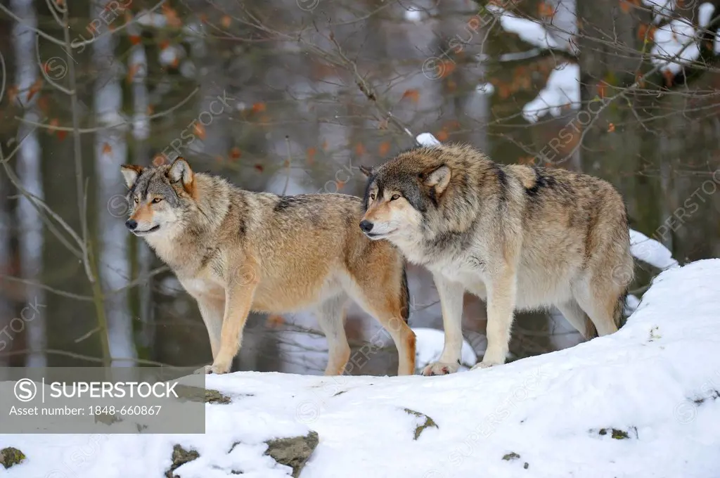 Mackenzie Wolves, Eastern wolf, Canadian wolf (Canis lupus occidentalis) in snow, on guard