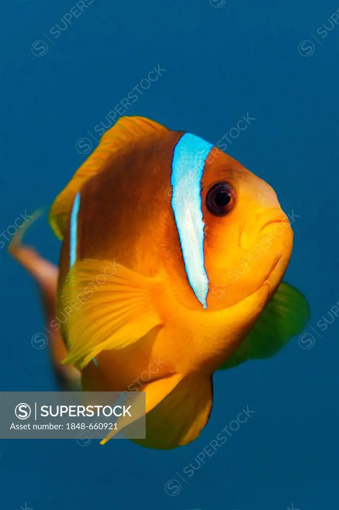 Red Sea clownfish or anemonefish (Amphiprion bicinctus), head-on, Hashemite Kingdom of Jordan, JK, Red Sea, Western Asia