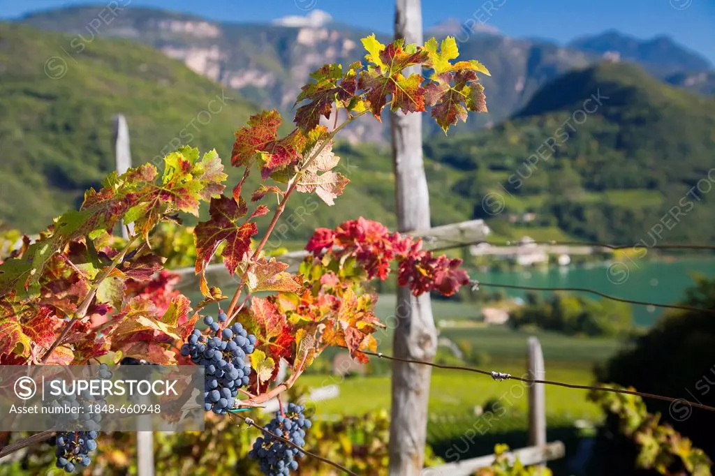 Red wine grapes on Lake Kaltern or Kalterer See, South Tyrol, Italy, Europe
