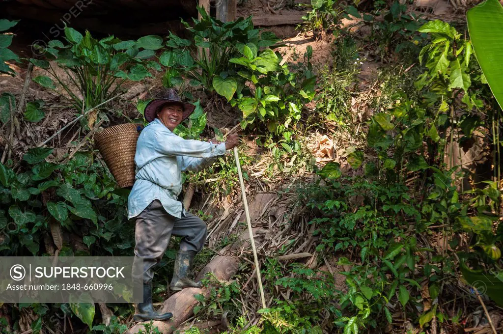 Elderly man with a basket on a trail, leader of hill tribe people, Hmong people, an ethnic minority, northern Thailand, Thailand, Asia