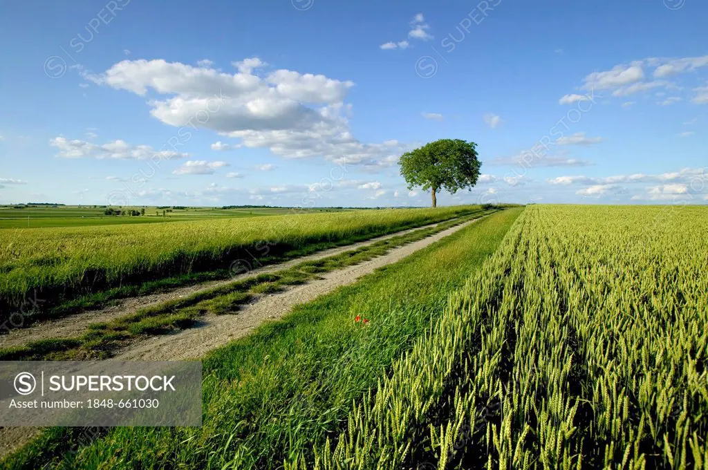 Agricultural landscape, Limagne plain, Puy de Dome, Auvergne, France, Europe