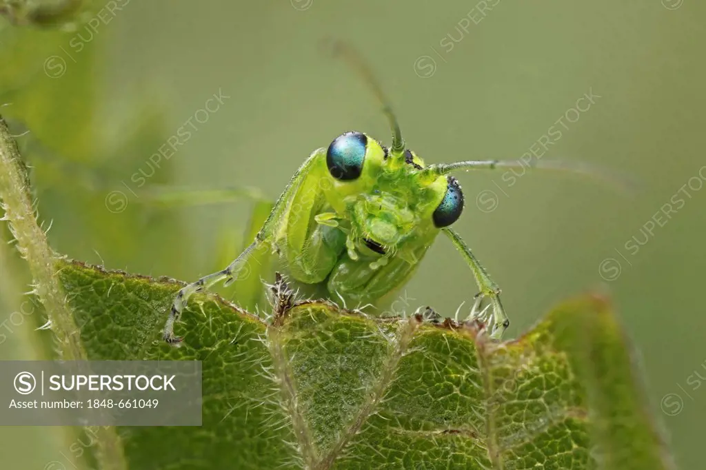 Green Sawfly (Rhogogaster viridis), Bad Hersfeld, Germany, Europe