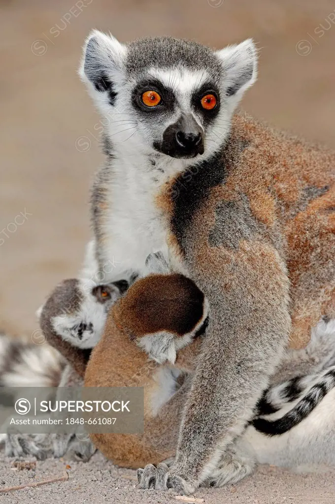 Ring-tailed lemur (Lemur catta), female with young, Madagascar, Africa