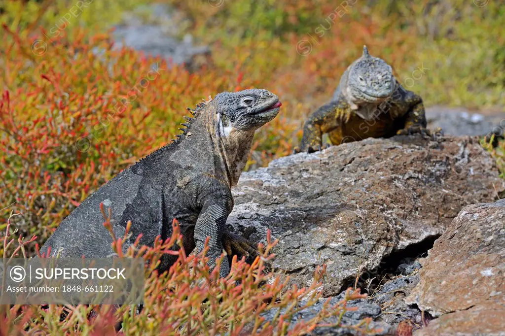 Galapagos Land Iguanas (Conolophus subcristatus), island of Plaza Sur subspecies, Galapagos Islands, UNESCO World Heritage Site, Ecuador, South Americ...