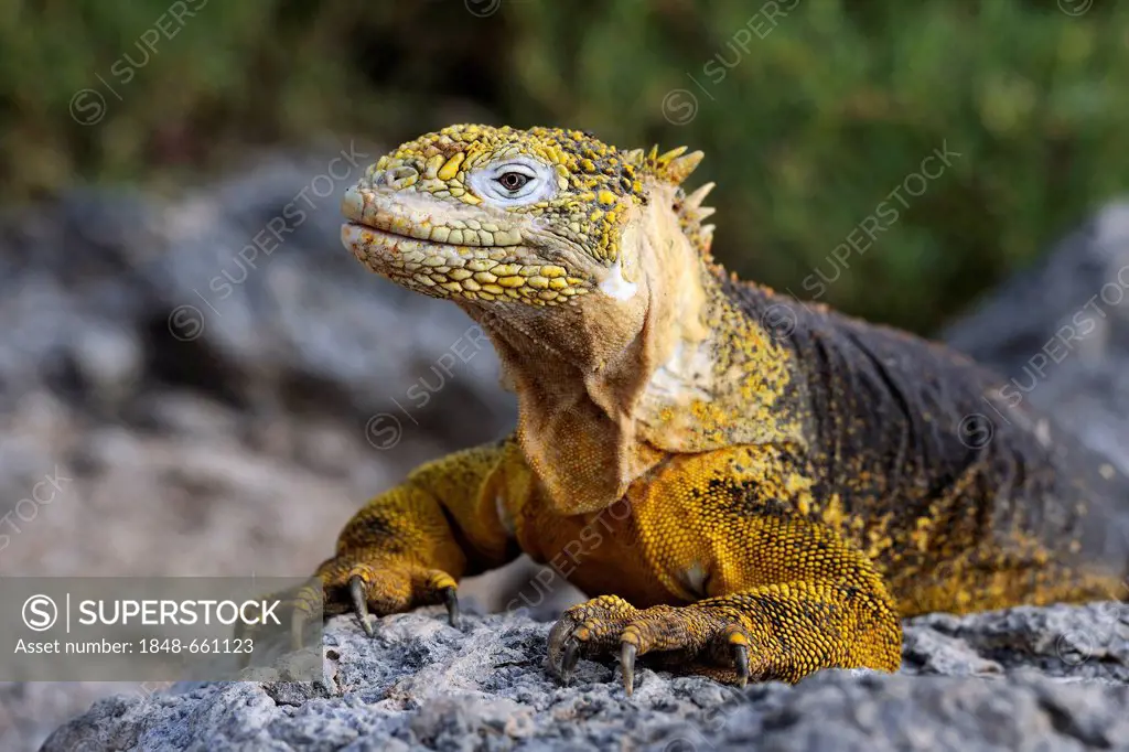 Galapagos Land Iguana (Conolophus subcristatus), island of Plaza Sur subspecies, Galapagos Islands, UNESCO World Heritage Site, Ecuador, South America