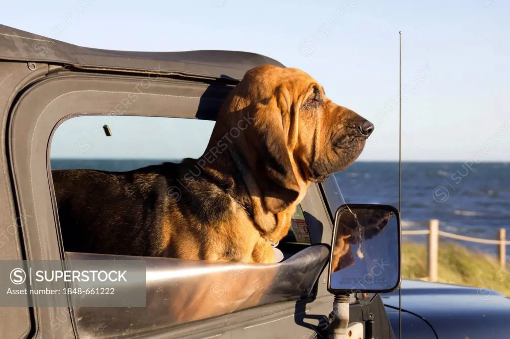 Bloodhound looking out of a car window, Cape Cod, Massachusetts, USA