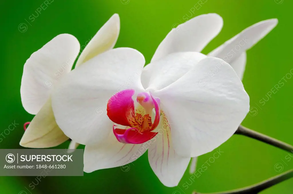 Orchid (Phalaenopsis spec.), flower, Bergkamen, North Rhine-Westphalia, Germany, Europe