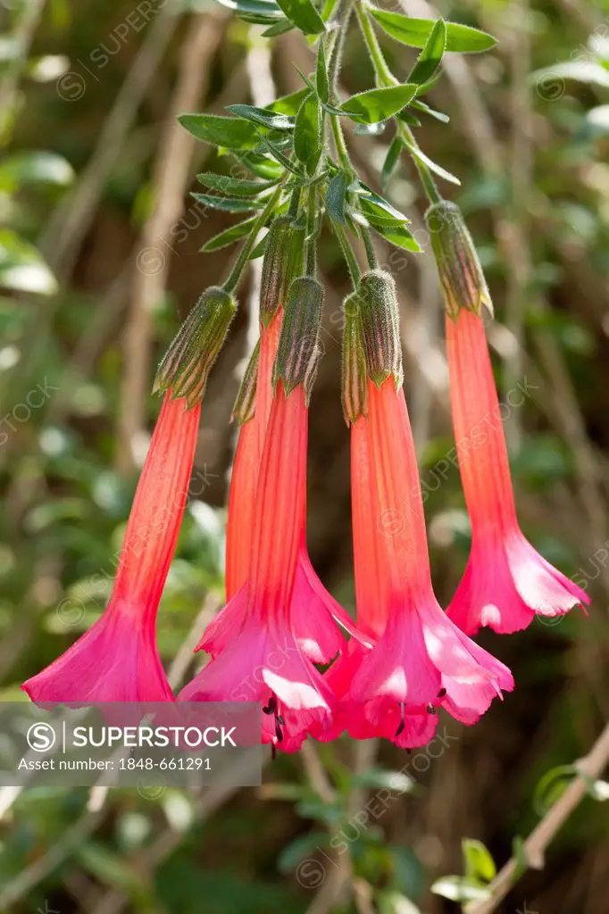 Sacred Flower of the Andes (Cantua buxifolia), native to Peru, Bolivia and Northern Chile, Botanical Garden, Duesseldorf, North Rhine-Westphalia, Germ...