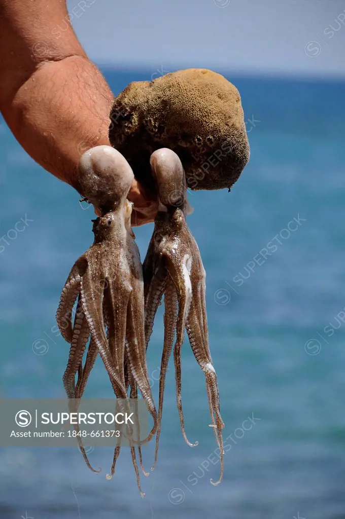 Squids and a natural sponge, freshly caught, Libyan Sea, Greece, Europe