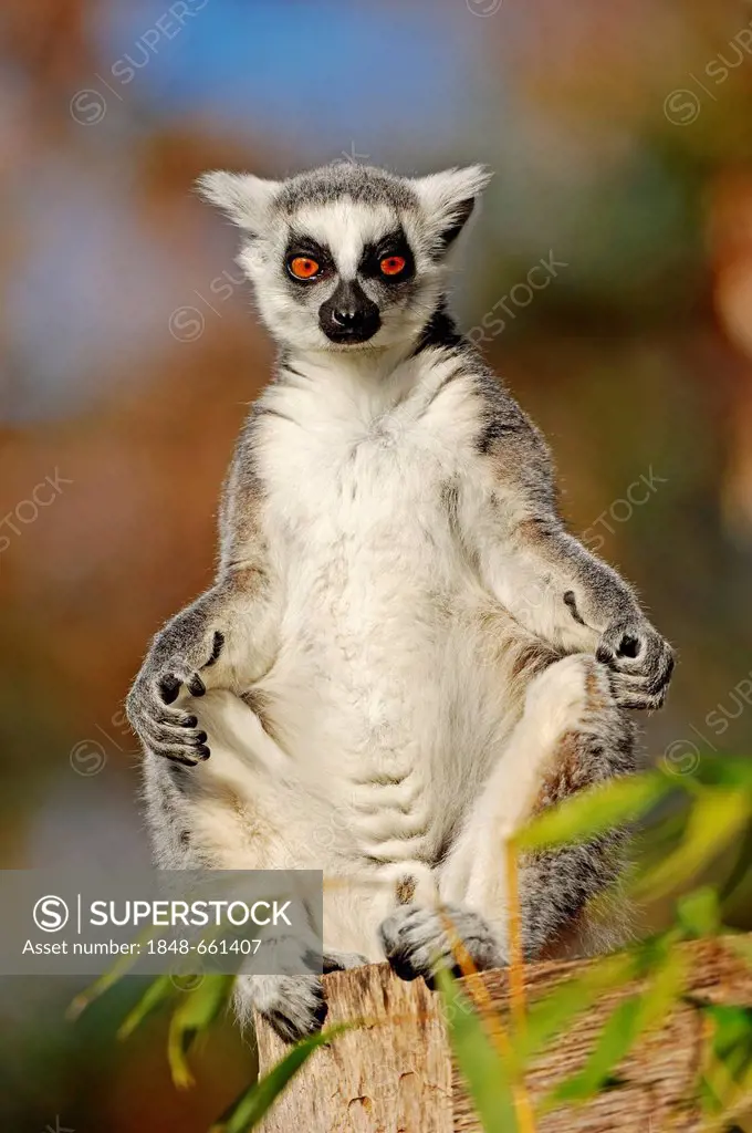 Ring-tailed Lemur (Lemur catta), native to Madagascar, Africa, in captivity, Germany, Europe
