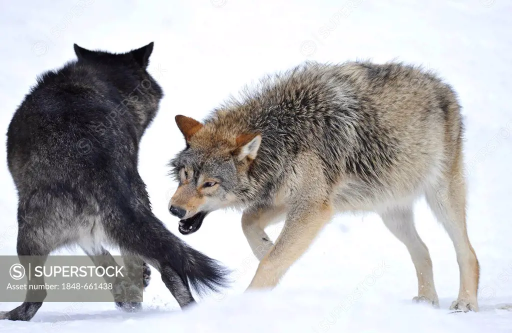 Mackenzie Wolf, Canadian wolf (Canis lupus occidentalis) in snow, young animal trying to bite another dog's side