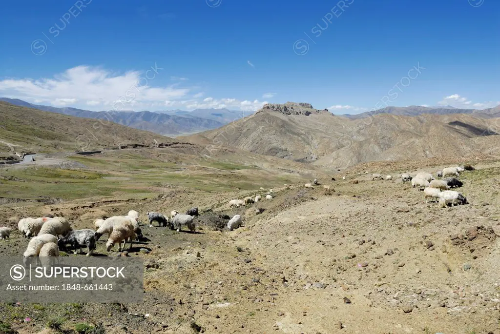Flock of sheep on the plateau, Tra La Pass, Friendship Highway between Shigatse and Lhatse, Tibet, China, Asia