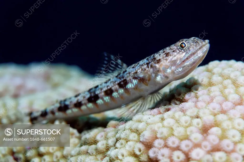 Variegated Lizardfish (Synodus variegatus) lying on stone coral, Hashemite Kingdom of Jordan, Red Sea, Western Asia