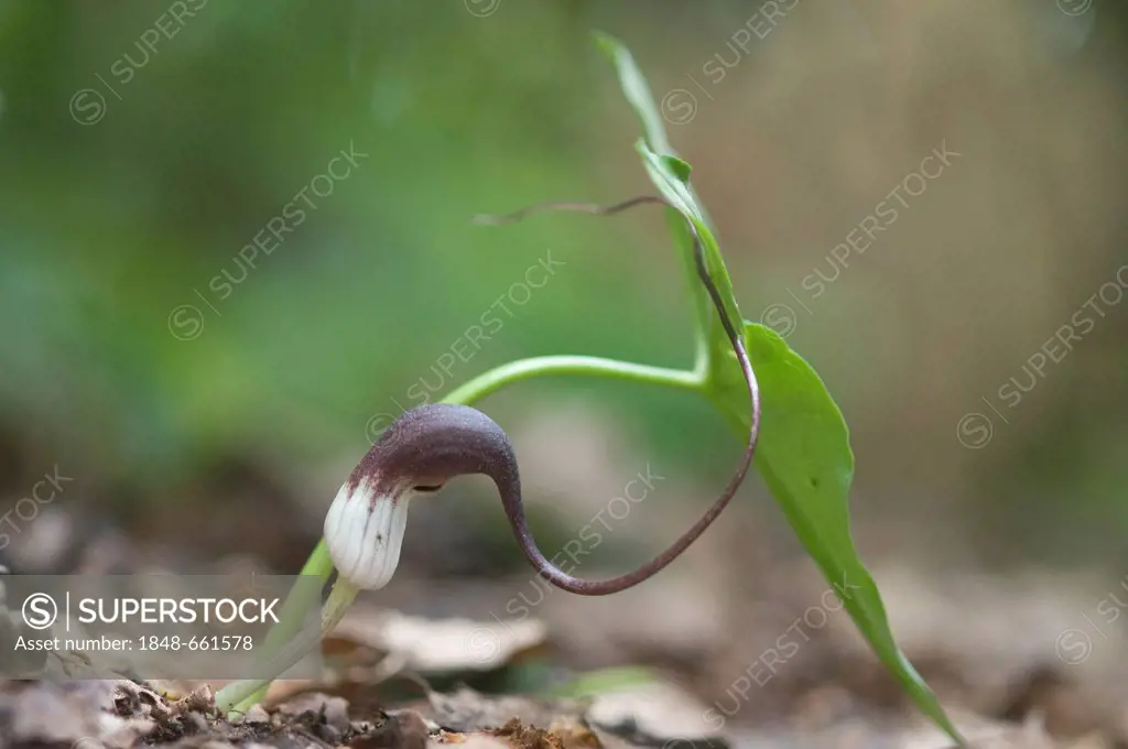 Mouse plant or Mouse tail plant (Arisarum proboscidium), Haren, Emsland region, Lower Saxony, Germany, Europe