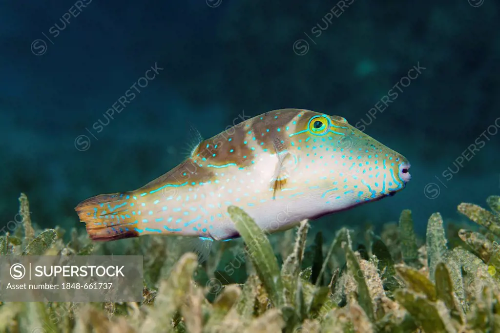 Crowned toby pufferfish (Canthigaster coronata), above sea weed, Hashemite Kingdom of Jordan, JK, Red Sea, Western Asia
