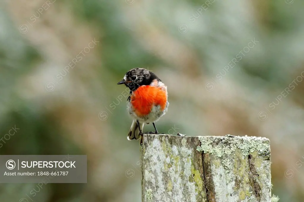 Scarlet Robin (Petroica boodang), male standing on a fence post, Western Australia, Australia
