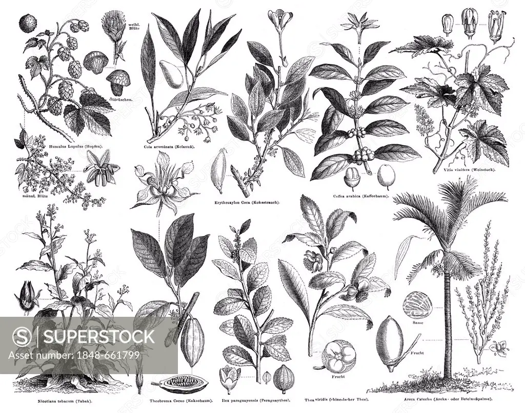Illustration, plants of luxury or stimulant goods, Meyers Konversations-Lexikon encyclopaedia, 1889