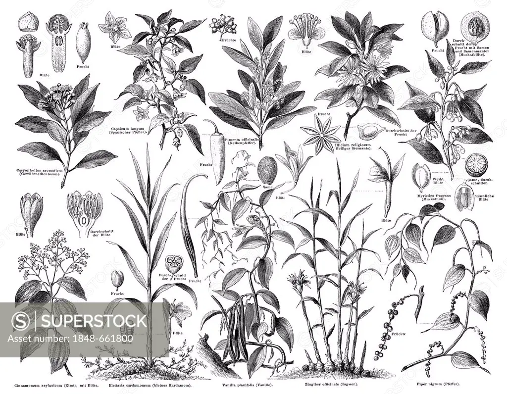 Illustration, herbs, Meyers Konversations-Lexikon encyclopaedia, 1889