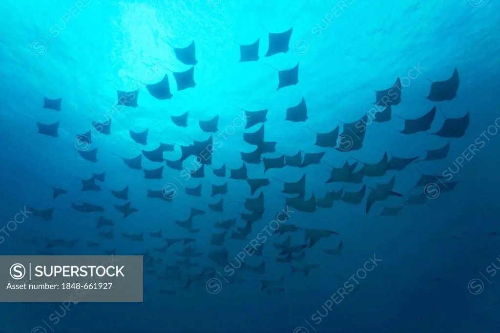 Shoal of golden cownose rays (Rhinoptera steindachneri), swimming in the open sea, Gardner Bay, Española Island also known as Hood Island, Galápagos I...