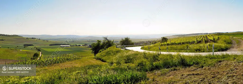 Vineyard near Wolfsheim, Rhine-Hesse region, Germany, Europe