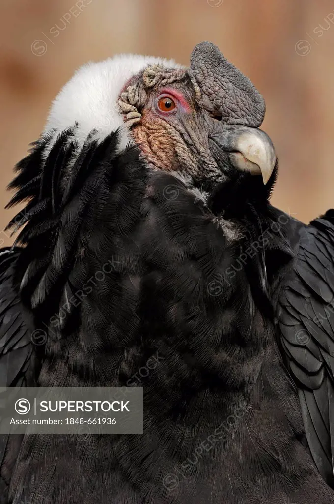 Andean condor (Vultur gryphus), male, portrait, found in South America, captive, Germany, Europe