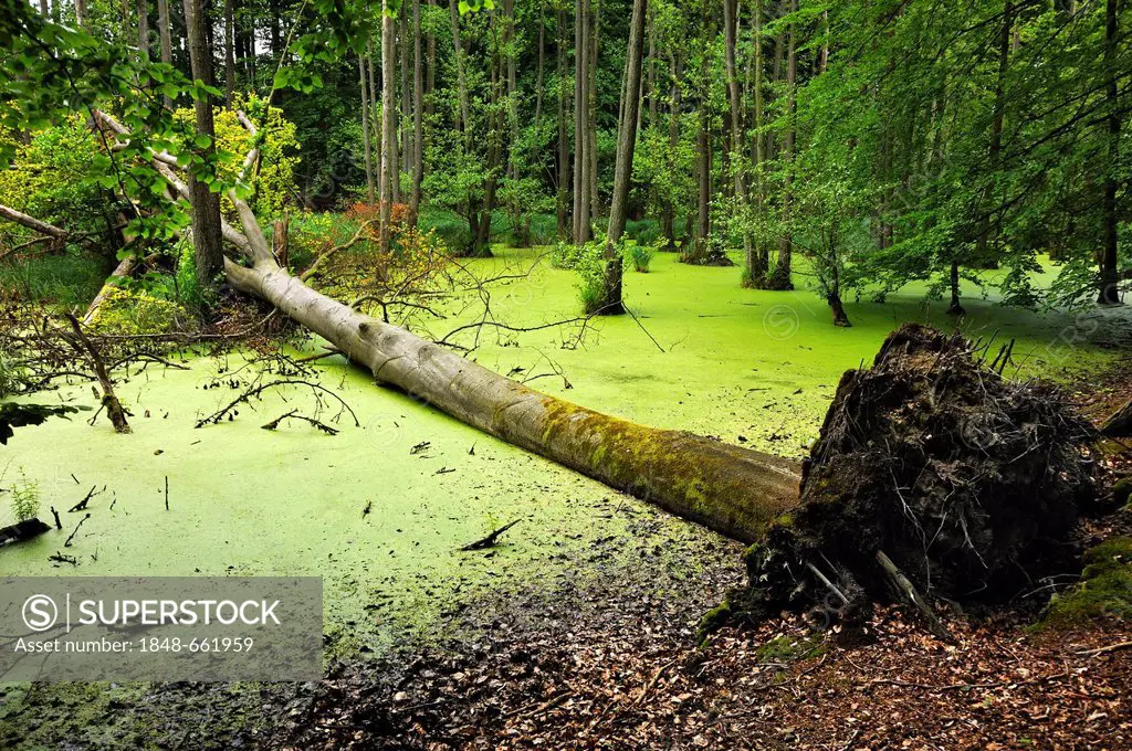 Natural wetland environment in a beech forest, fallen beech tree (Fagus) lying in the water which is covered in duckweed (Lemna minor L.), Othenstorf,...