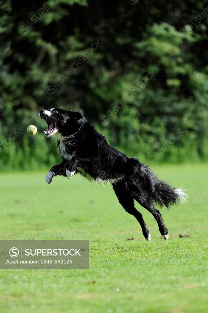 A Border Collie is trying to catch a ball