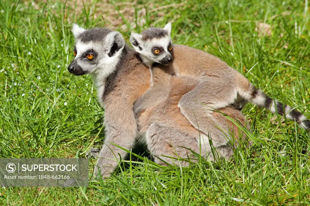 Ring-tailed lemurs (Lemur catta), adult and young, Serengeti Park zoo and leisure park, Hodenhagen, Lower Saxony, Germany, Europe
