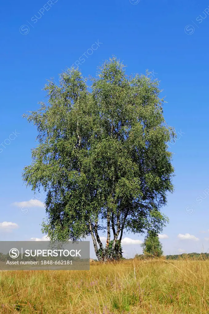 Silver birch (Betula pendula, Betula alba, Betula verrucosa), heathland, Westruper Heide, North Rhine-Westphalia, Germany, Europe