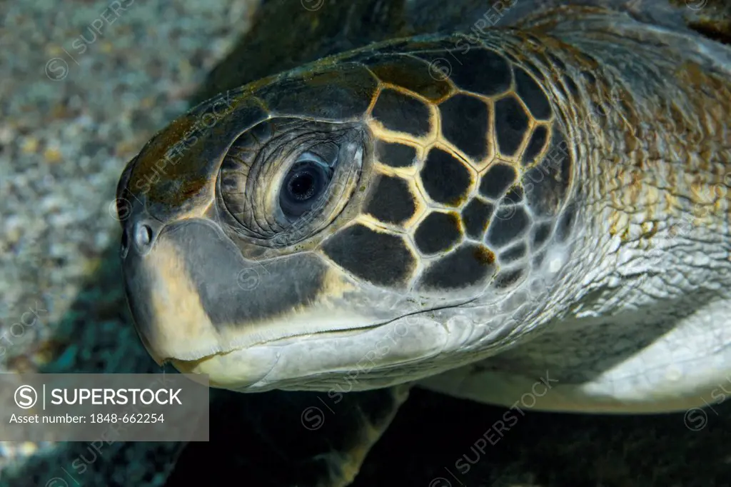 Green sea turtle (Chelonia mydas), head, portrait, Ponta de Sao Vicente, Isabella Island, Albemarle, Galapagos Islands, a UNESCO World Natural Heritag...