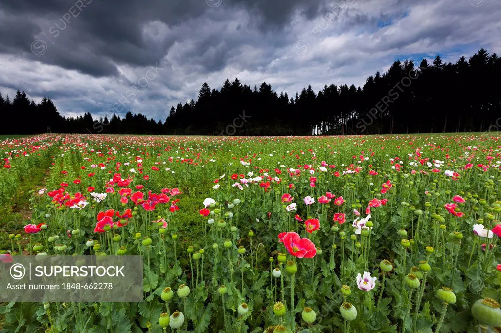 Field of poppies, Ottenschlag, Waldviertel region, Lower Austria, Austria, Europe