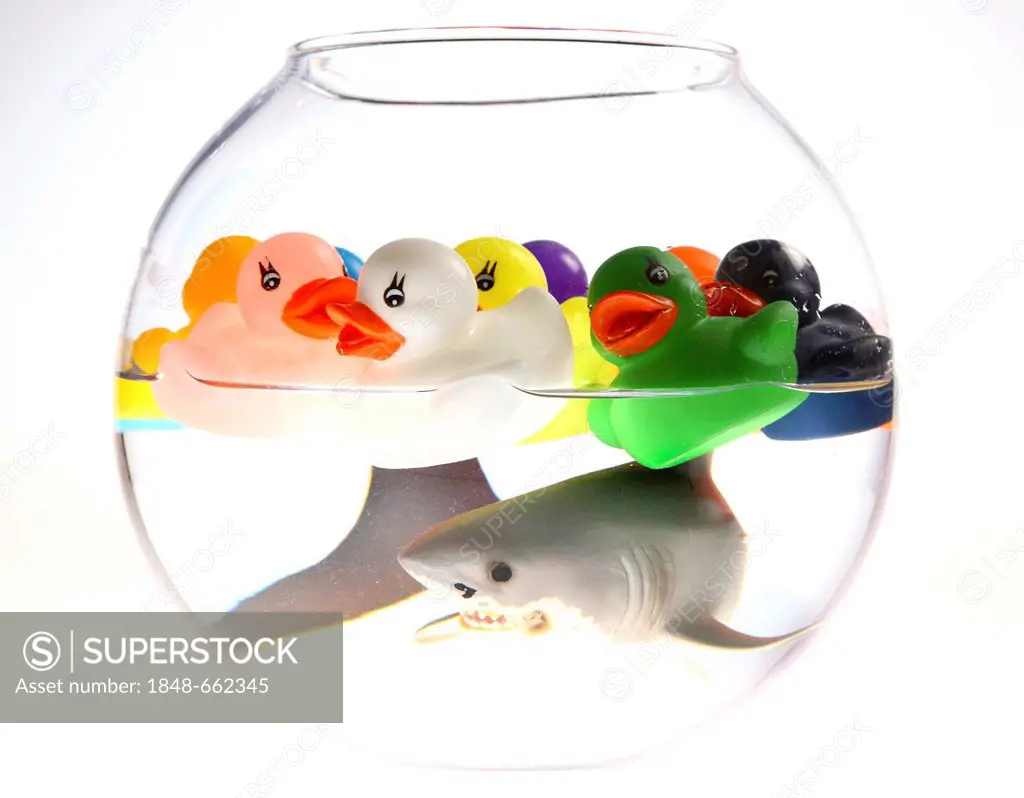 Water toys, many rubber ducks and a shark swimming in a fish bowl, illustration, symbolic image