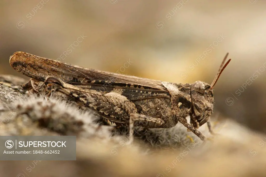Grasshopper (Acrotylus insubricus), northern Bulgaria, Bulgaria, Europe