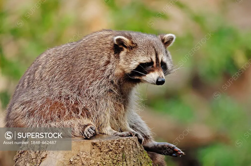 Raccoon (Procyon lotor), found in North America, captive, the Netherlands, Europe