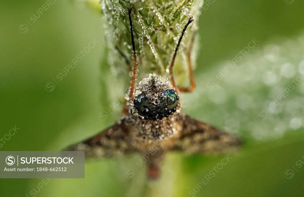 Silvery Bee-Fly (Exoprosopa jacchus), Bad Hersfeld, Hesse, Germany, Europe