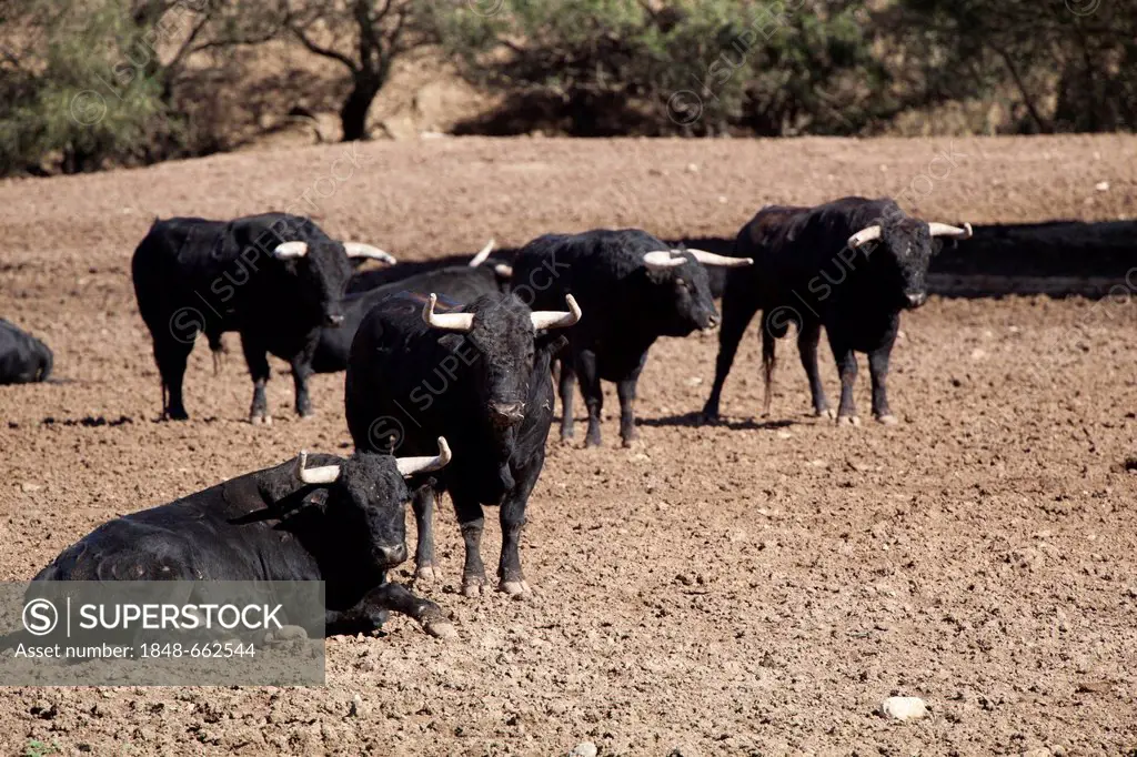 Bulls, bull breeding for bullfighting, Costa de la Luz, Andalusia, Spain, Europe