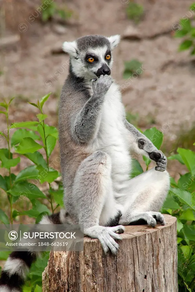 Ring-tailed lemur (Lemur catta), Serengeti Park, Hodenhagen, Lower Saxony, Germany, Europe