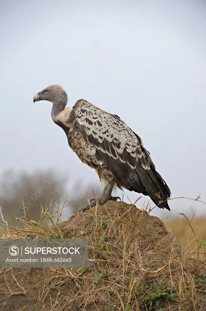 Ruppell's Griffon, Ruppell's Vulture (Gyps rueppellii) on a mound, Masai Mara, Kenya, Africa